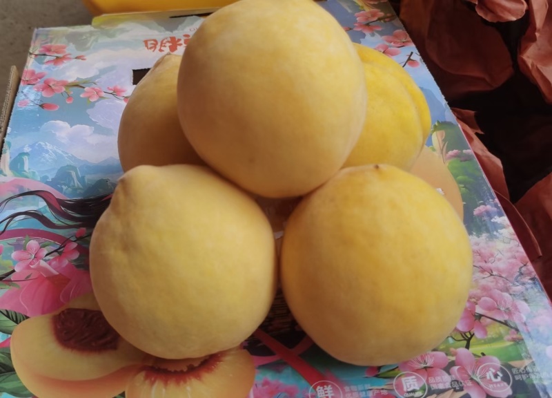 炎陵高山黄桃