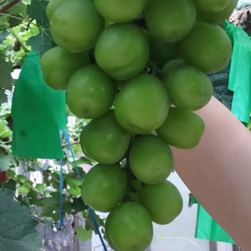 阳光玫瑰葡萄