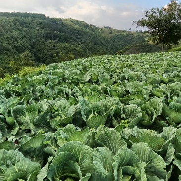 山地莲花白马上上市欢迎来实地考察