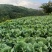 山地莲花白马上上市欢迎来实地考察