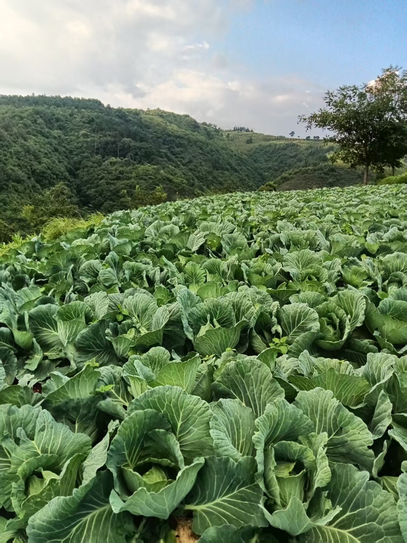 山地莲花白马上上市欢迎来实地考察