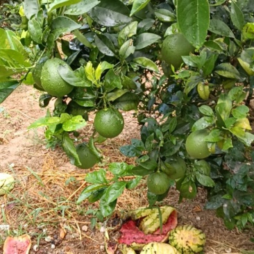想卖纽菏尔脐橙
