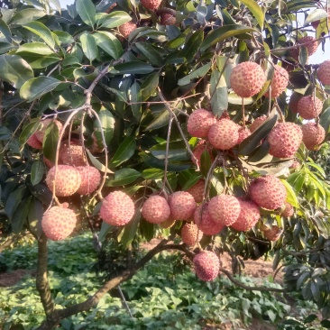 合江荔枝（黛六）