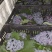 葡萄