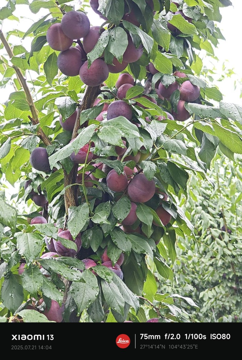 江干李