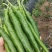 青辣椒（线椒、螺丝椒）