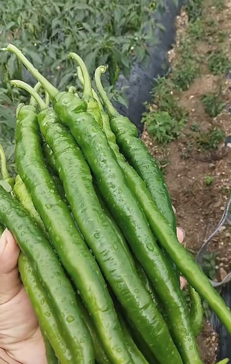 青辣椒（线椒、螺丝椒）