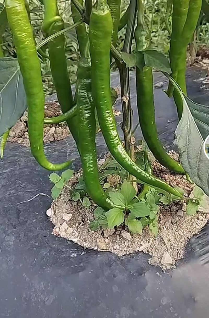 青辣椒（线椒、螺丝椒）