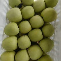 自家园区大量华硕苹果开始下树、有需要的优质客户联系