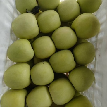 自家园区大量华硕苹果开始下树、有需要的优质客户联系