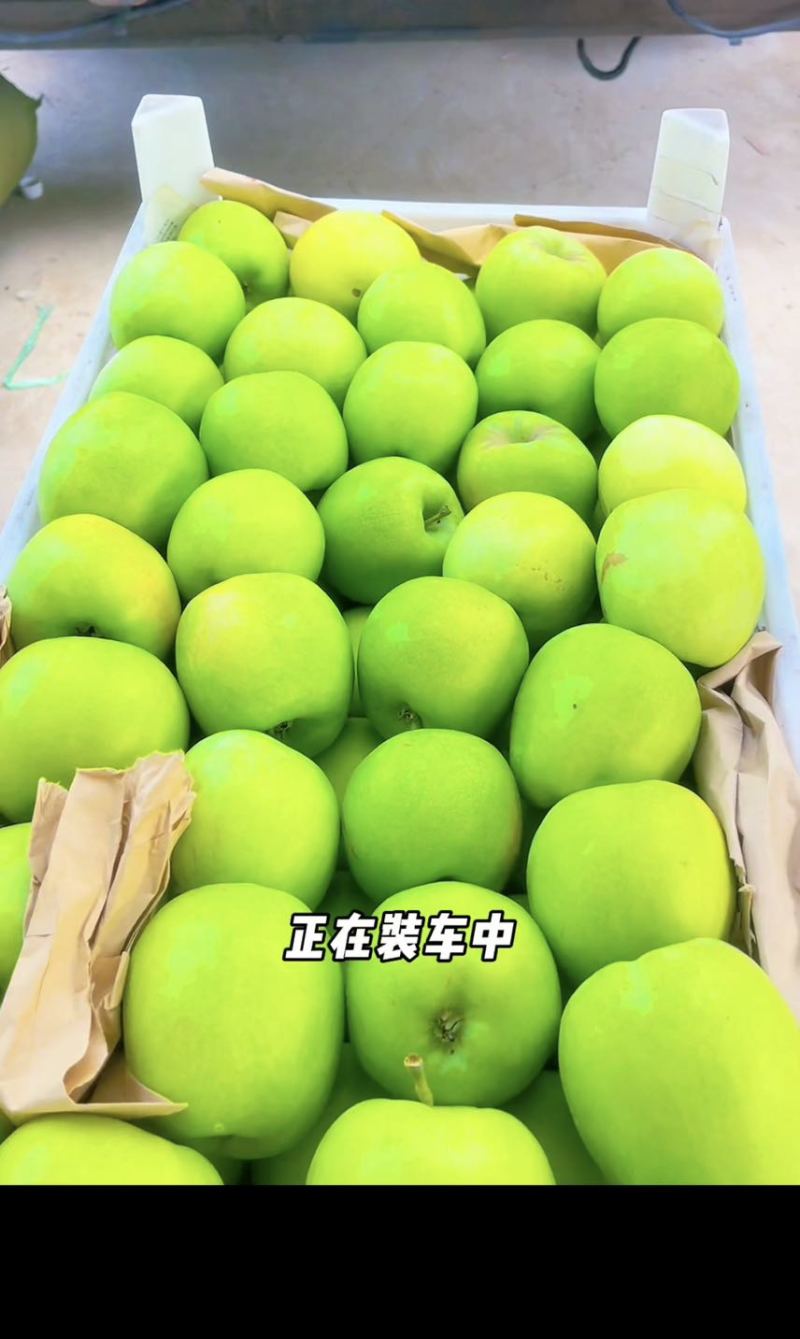 自家园区大量华硕苹果开始下树、有需要的优质客户联系