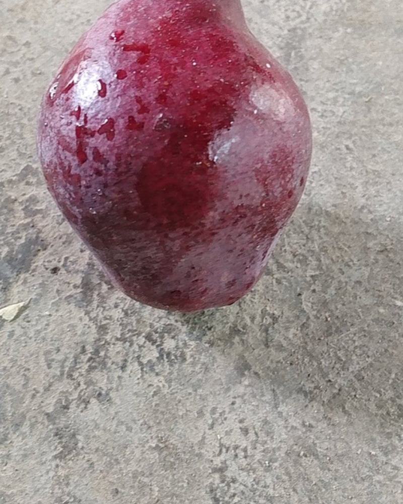 红啤梨