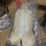 烤鸭胚，3斤半的三斤四两的鸭坯子800只左右