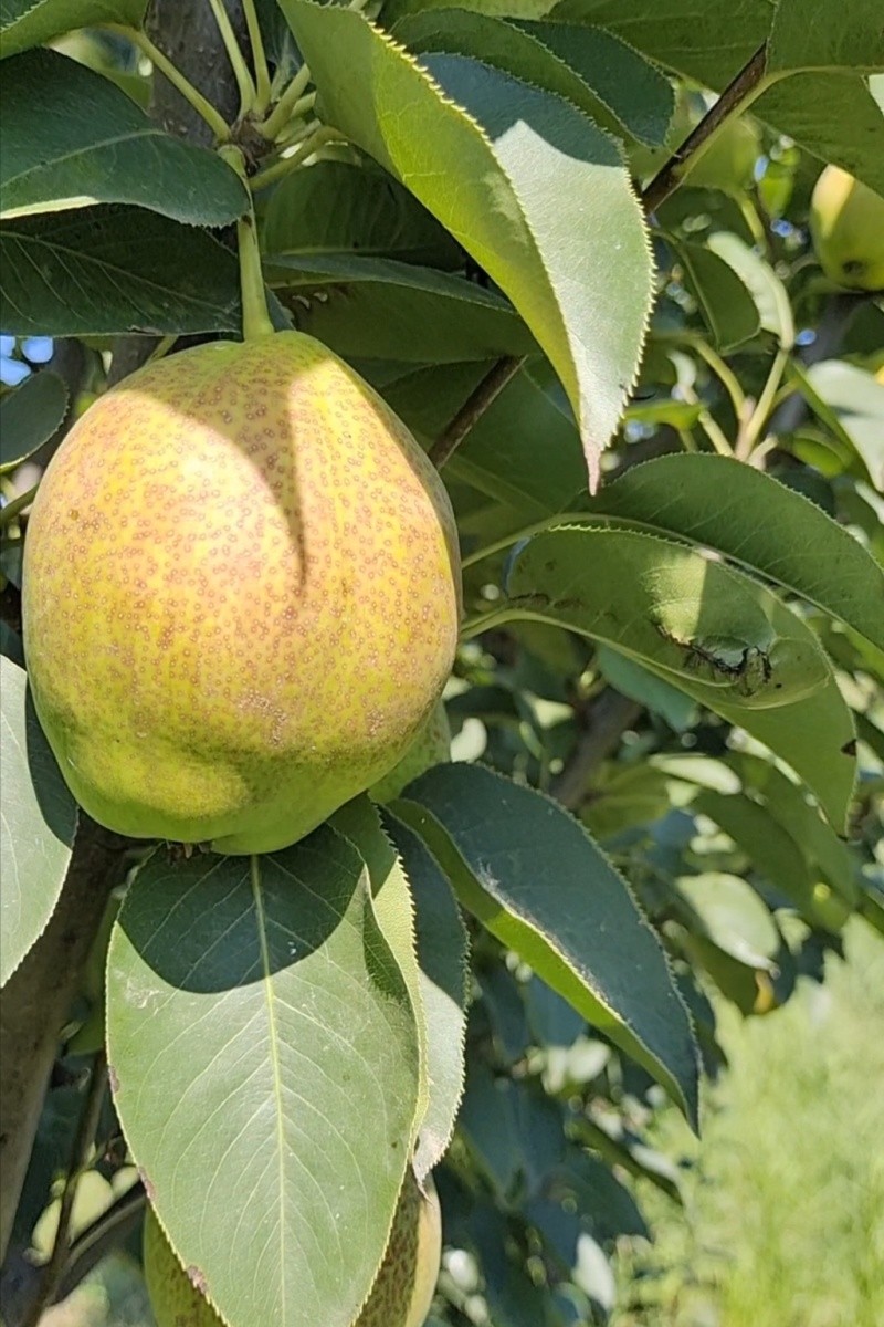 香梨
