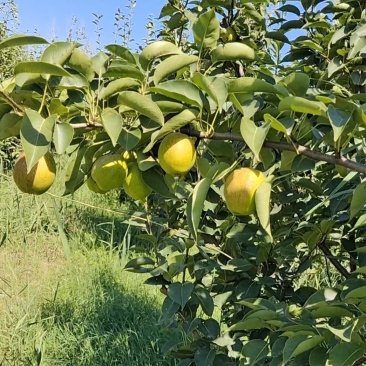 香梨