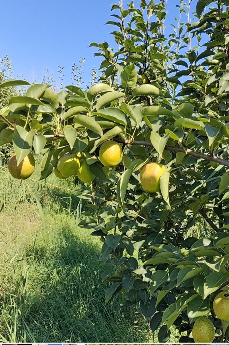 香梨