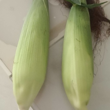新鲜传统玉米