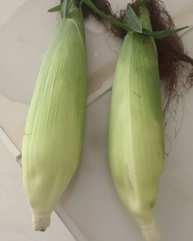 新鲜传统玉米