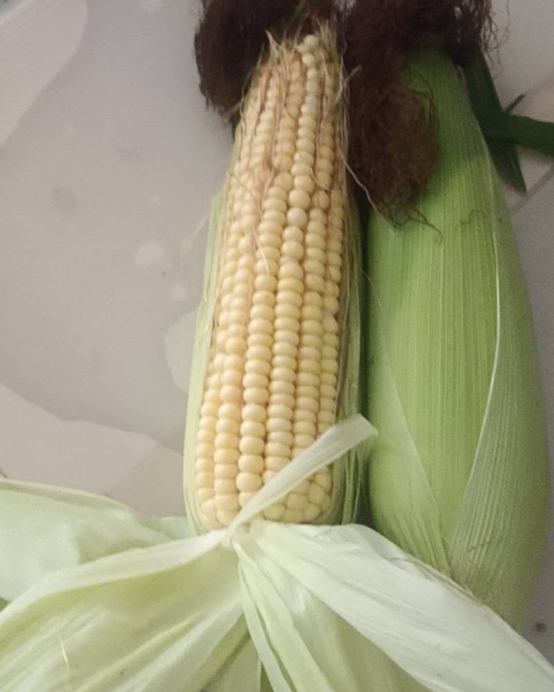 新鲜传统玉米