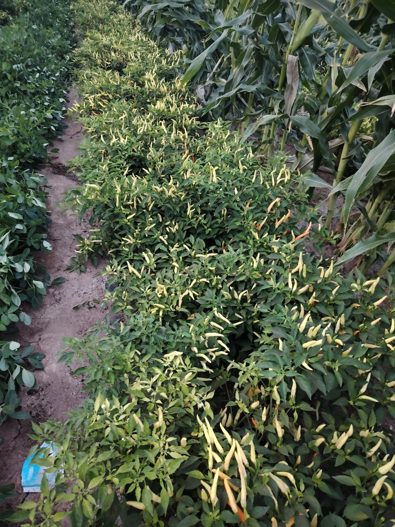 泡椒