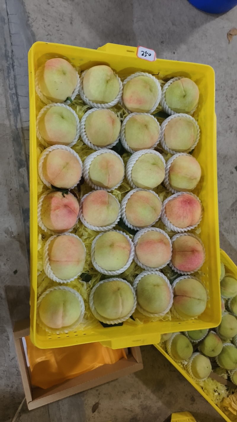 无锡水蜜桃
