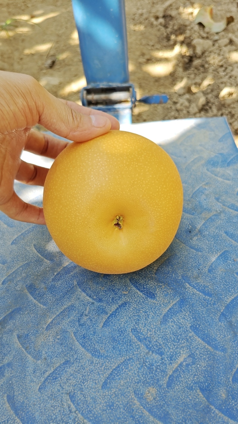 山东秋月梨