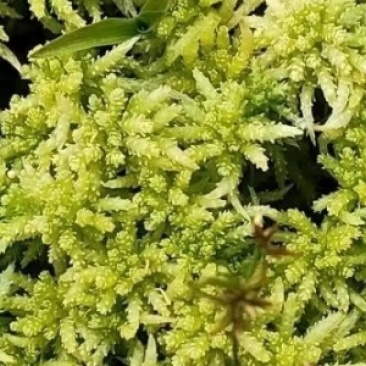 海花，水苔