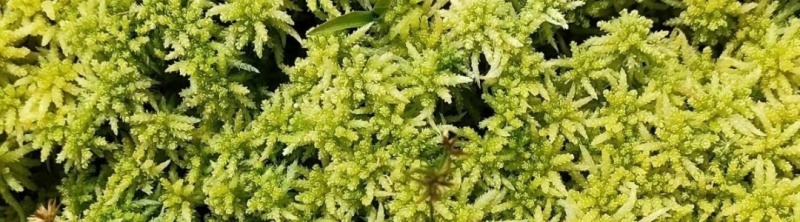 海花，水苔