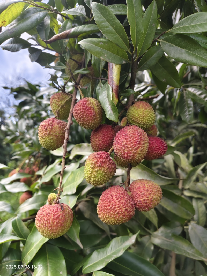 四川泸州荔枝