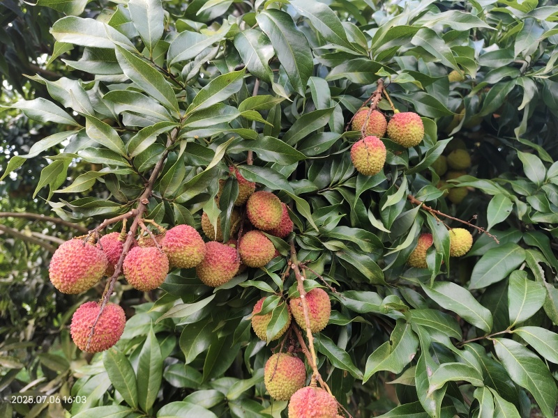 四川泸州荔枝