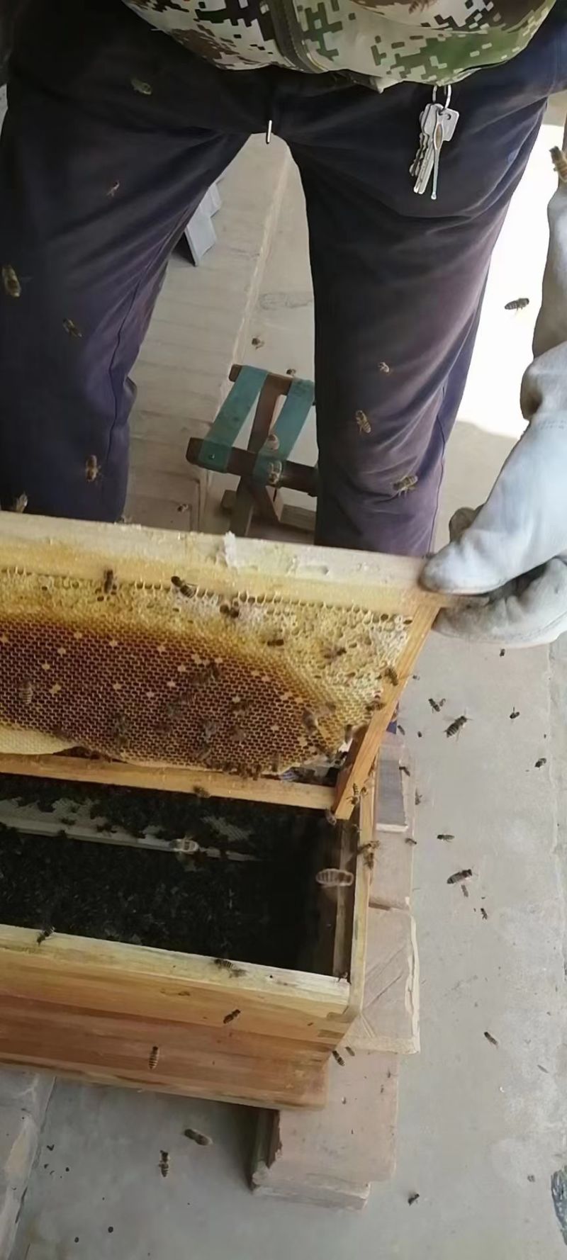 甘肃省庆阳市农家土蜂蜜