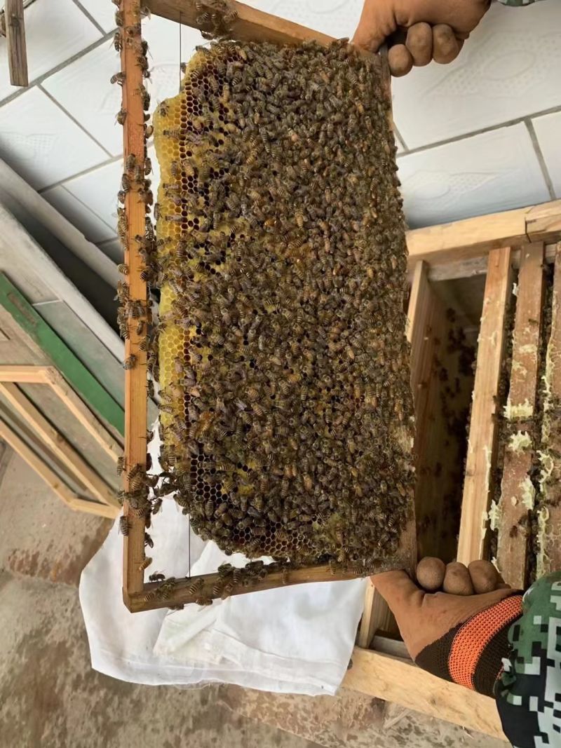 甘肃省庆阳市农家土蜂蜜