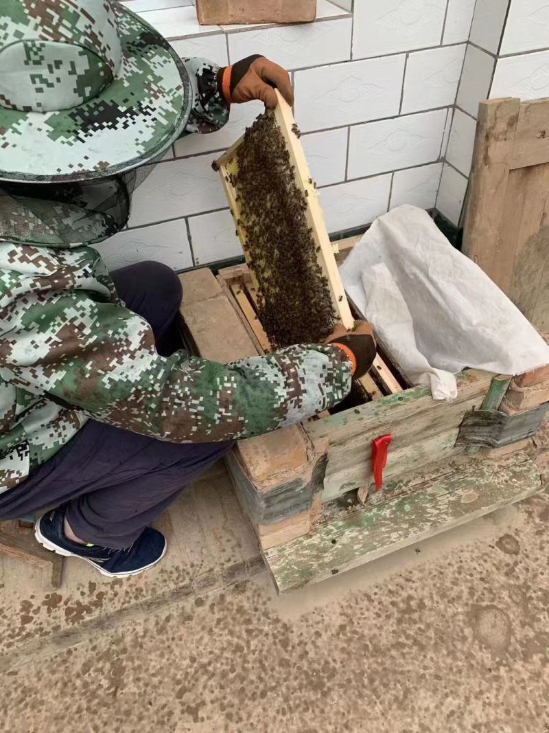 甘肃省庆阳市农家土蜂蜜