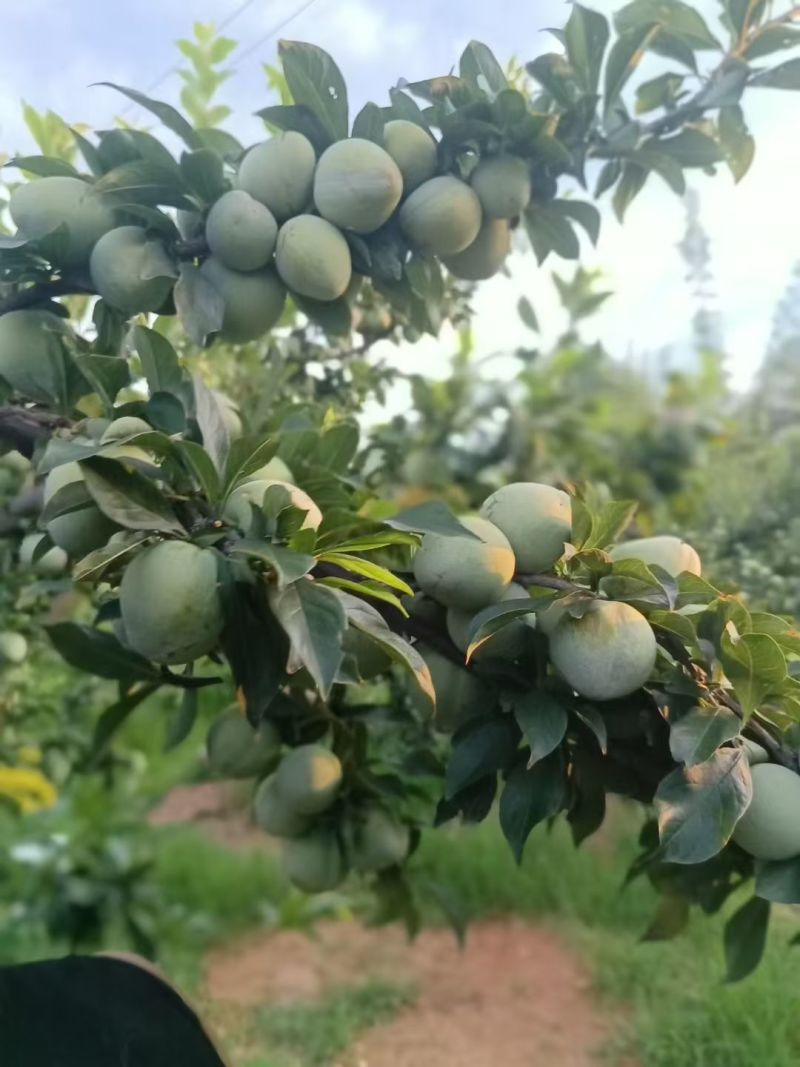 甜脆可🔺新华桃李