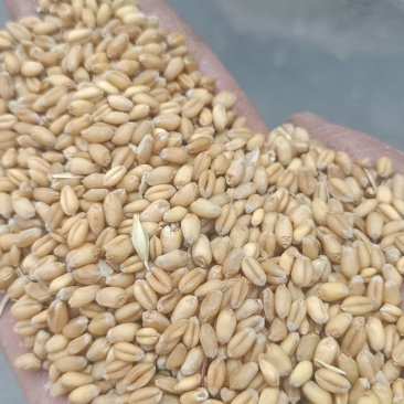 小麦泛麦8号