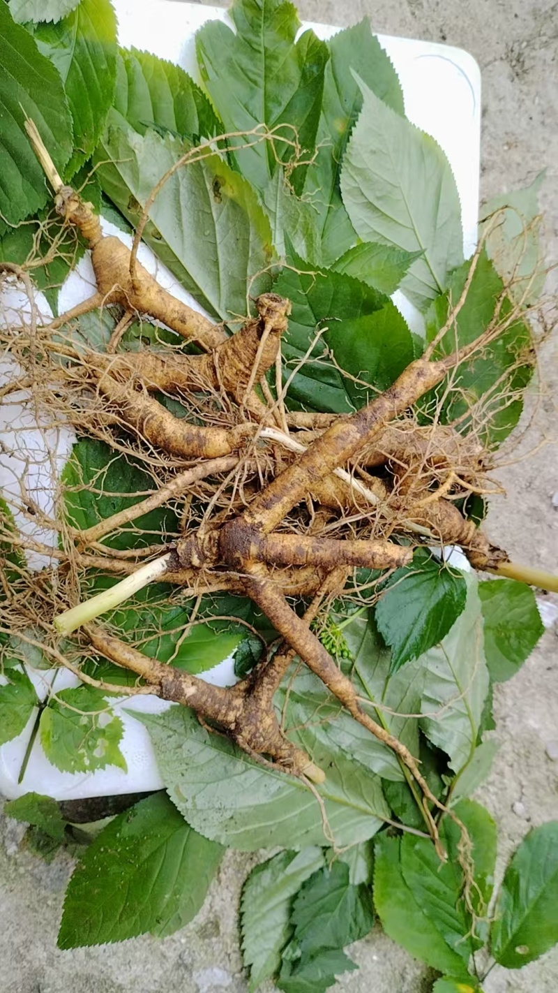 西洋参林下参，11年生，40亩