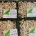 豆芽黄豆芽绿豆芽