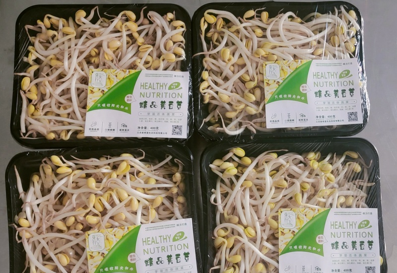 豆芽黄豆芽绿豆芽