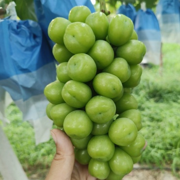 阳光玫瑰
