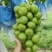 阳光玫瑰