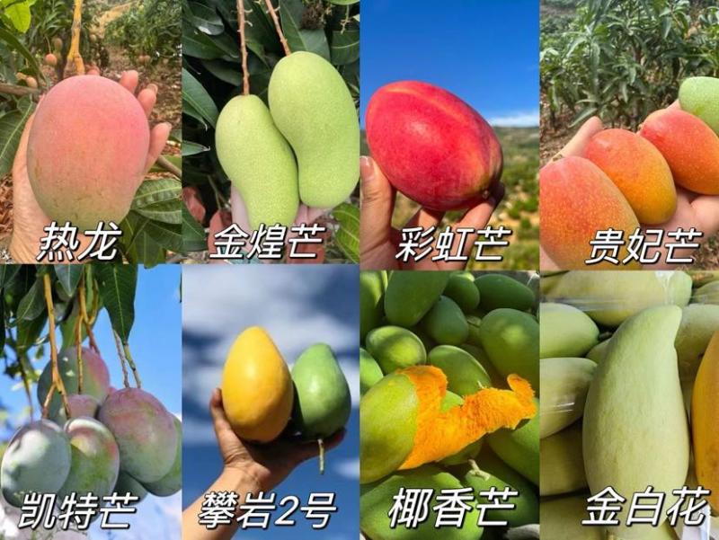 攀枝花芒果一件代发