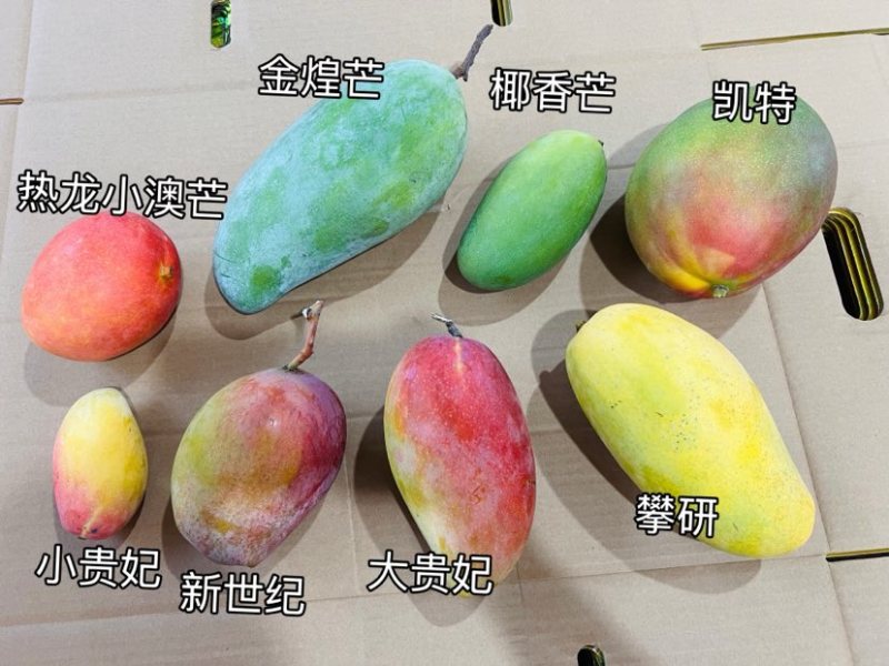 攀枝花芒果一件代发