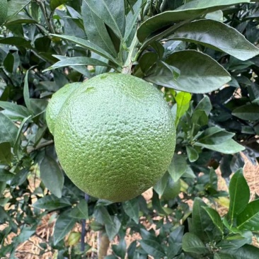 江西赣州脐橙
