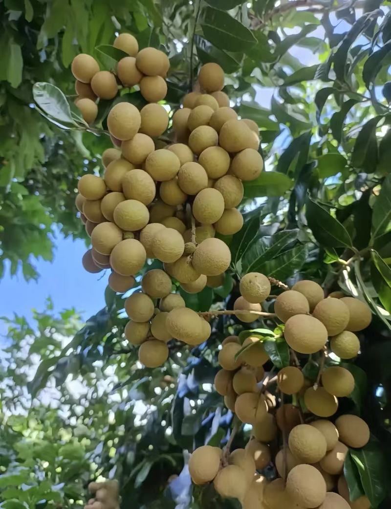 龙眼大量上市