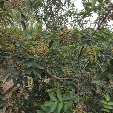 鲜花椒