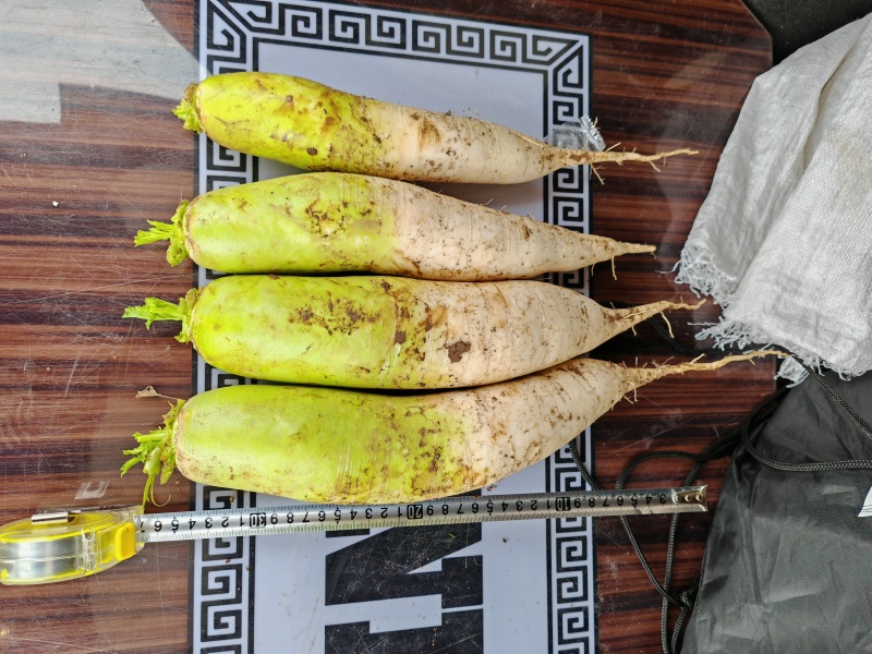 青头萝卜