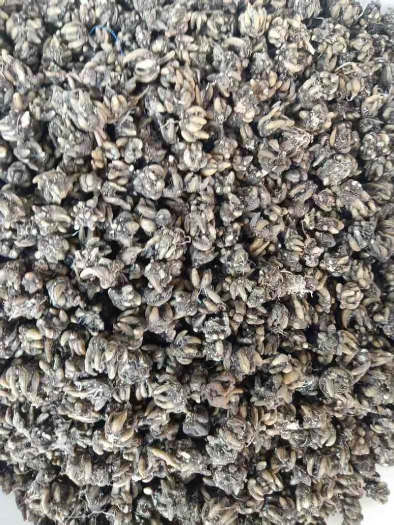黄皮尖爪猫爪草手工挑选精品中的精品！