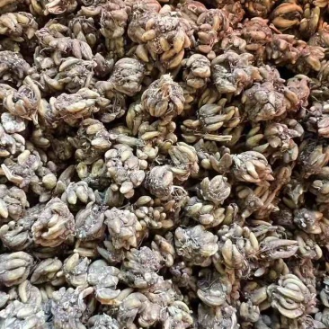 黄皮尖爪猫爪草手工挑选精品中的精品！