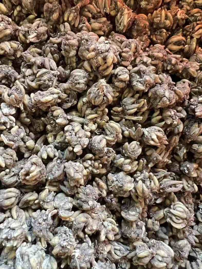 黄皮尖爪猫爪草手工挑选精品中的精品！
