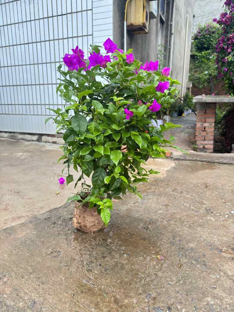 三角梅紫花大红同安红